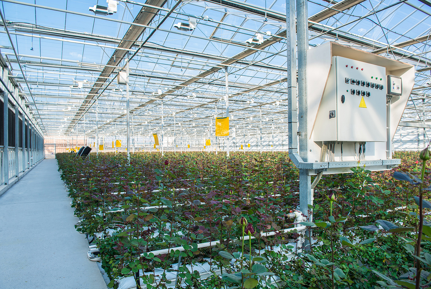 A Commercial Growing Controller System inside a Professional Greenhouse
