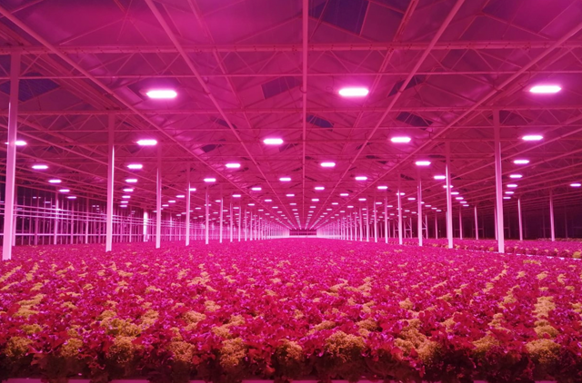 Greenhouse Energy Savings: FAQs