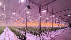large indoor nursery with led top lights and fans