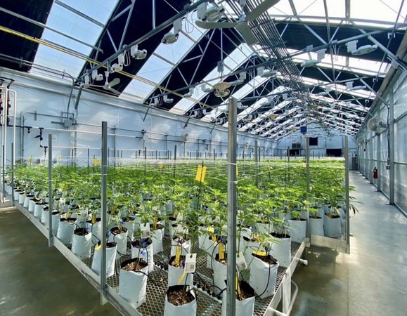 Moving From an Indoor Grow to a Greenhouse Facility Dramatically Reduced Our Utility Costs